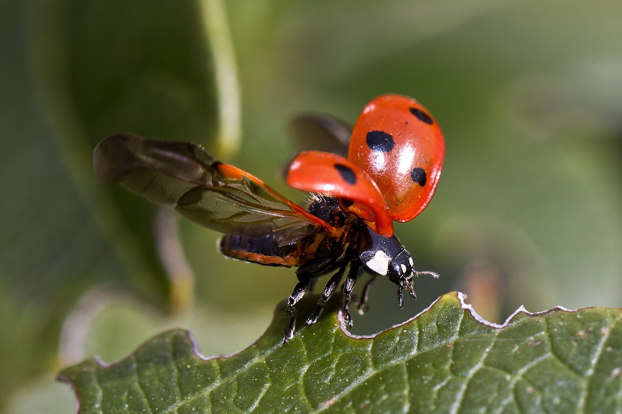 ladybug-743562_1280
