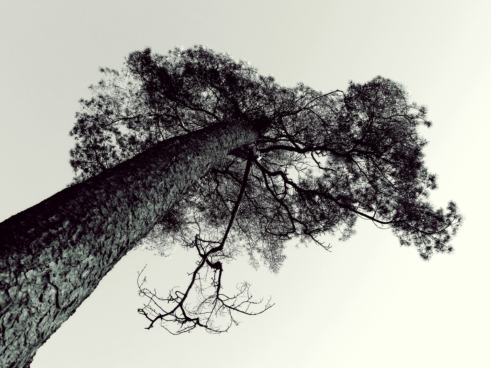 tree-603013_1920